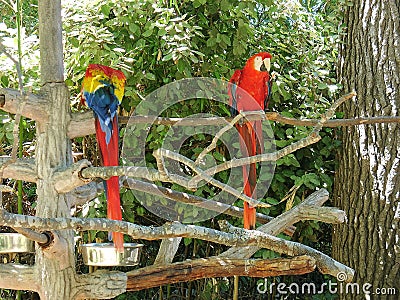 Parrots at zoo Stock Photo