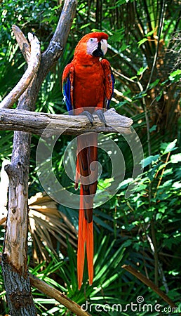 Parrott Stock Photo