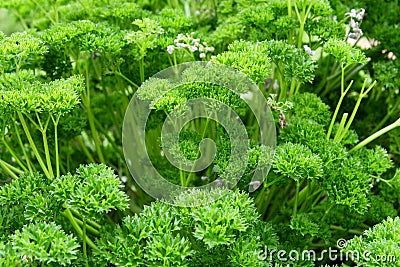 Parsley Stock Photo