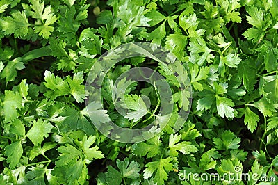 Parsley Stock Photo