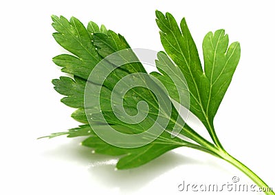 Parsley Stock Photo