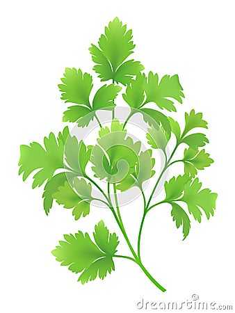 Parsley branch Vector Illustration