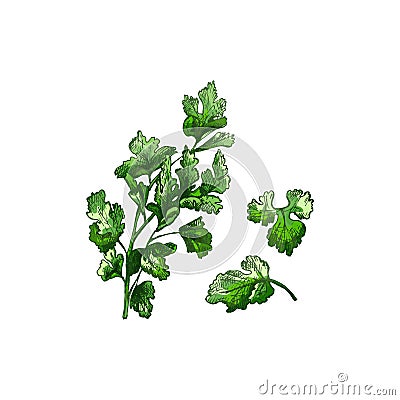 Parsley branches and leaves. Vector color vintage hatching illustration isolated Vector Illustration