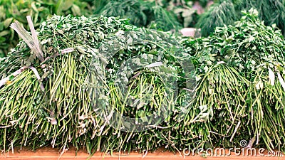Parsley bunches. Stock Photo