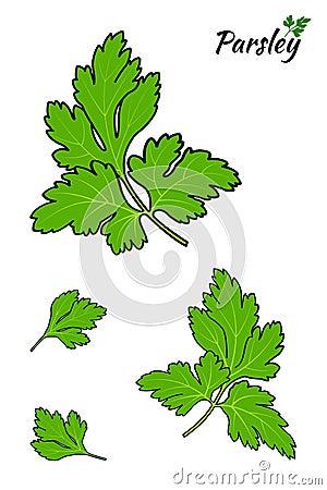 Parsley isolated on white background. Vector illustration Vector Illustration