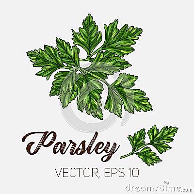 Parsley, culinary herb, spices isolated on white background, card template, for book, cover, package, label, banner. Vector Illustration