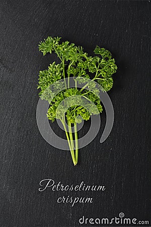 Parsley on dark slate with text: Petroselinum crispum Stock Photo