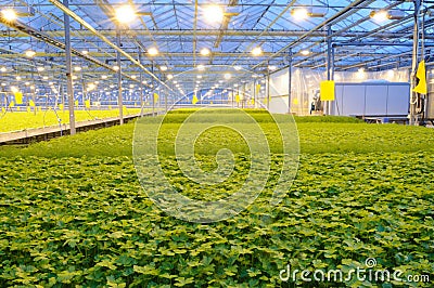 Parsley and dill in the greenhouse Stock Photo