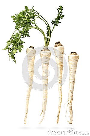 Parsley Stock Photo