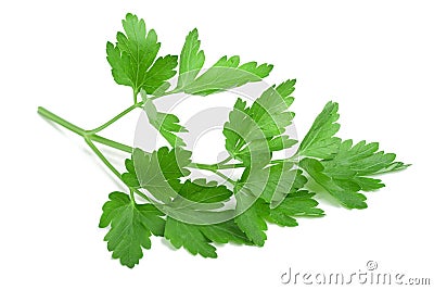 Parsley Stock Photo