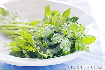 Parsley Stock Photo