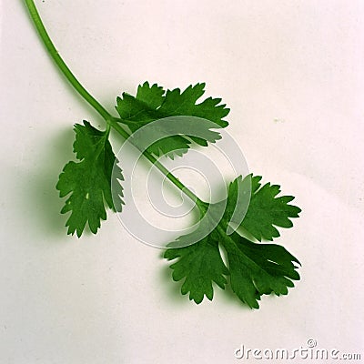 Parsley or garden parsley Petroselinum crispum Stock Photo