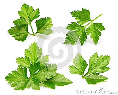 Parsley herb isolated Stock Photo