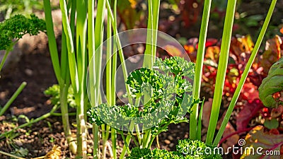 Parsley herb and spring onions growing in a companion planting permaculture garden bed in a home hobby garden, next to red Swiss Stock Photo