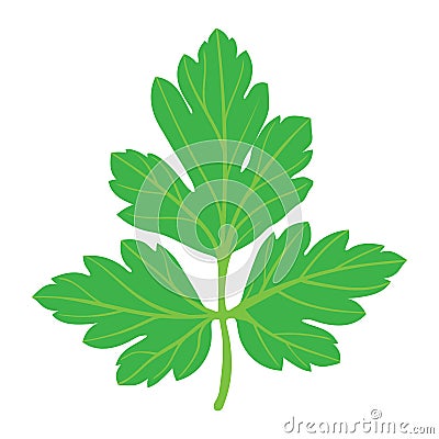 Parsley icon Vector Illustration