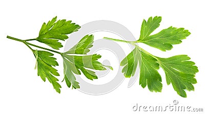 Parsley is isolated Stock Photo