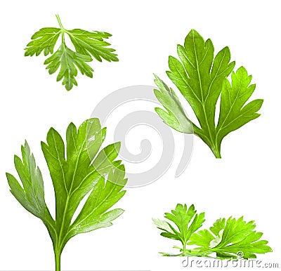 Parsley leaves Stock Photo