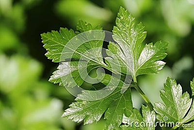 Parsley leaves Stock Photo