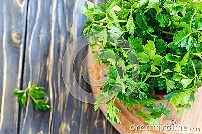 Parsley leaves in drops of water. Stock Photo