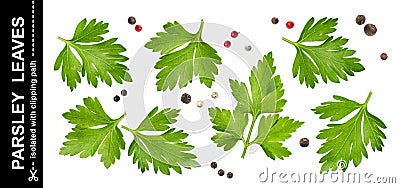 Parsley leaves isolated on white background with clipping path, collection Stock Photo