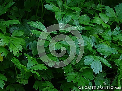 Parsley leaves Stock Photo