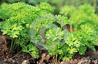 Parsley plant Stock Photo