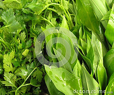 Parsley and ramson leaf vegetables Stock Photo