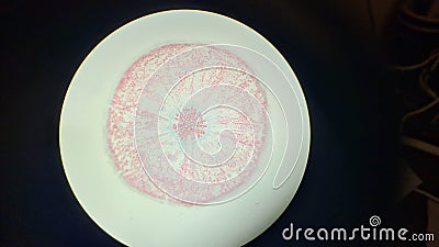 Parsley root tissues, permanent microscopic preparation Stock Photo