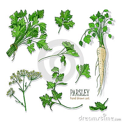 Parsley set. Hand drawn colorful collection with greens, bunch, leaf, root, flower. Vector illustration. Vector Illustration