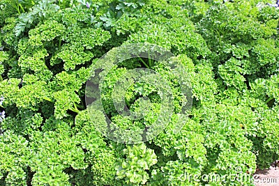 Parsley up close Stock Photo