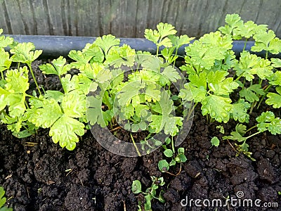 Parsley, young juicy parsley shoots Stock Photo