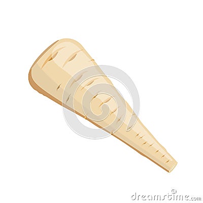 Parsnip, flat style vector illustration isolated on white background Vector Illustration