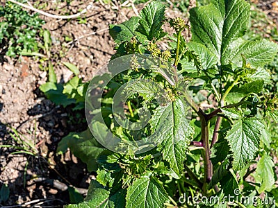 Parsnip Pastinaca sativa, umbellifer garden background Stock Photo