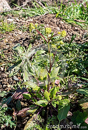 Parsnip Pastinaca sativa, umbels in spring Stock Photo