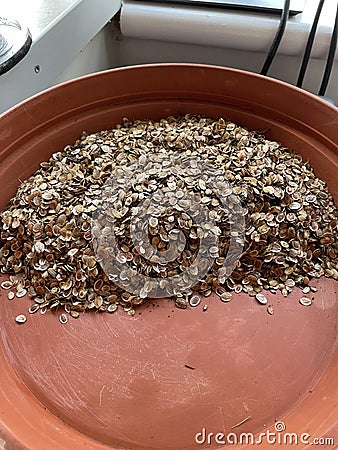 Parsnip seed harvested to use next springtime. Stock Photo