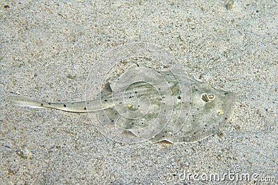 Parsnip stingray fish Stock Photo