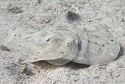 Parsnip stingray fish Stock Photo