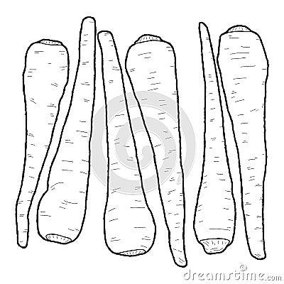 Parsnips Vector Illustration Hand Drawn Vegetable Cartoon Art Vector Illustration