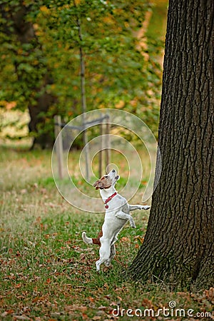 Parson Jack Russell barking up wrong tree? Stock Photo