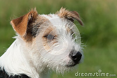 Parson Jack Russell terrier Stock Photo