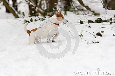 Parson Jack Russell Terrier in deep snow Stock Photo