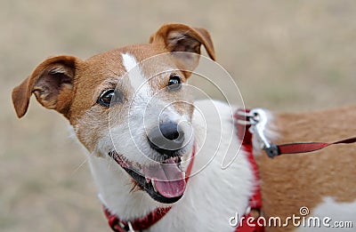 Parson Jack Russell Terrier panting Stock Photo