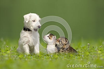 Parson Jack Russell Terrier puppy with two little kittens Stock Photo