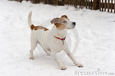 Parson Jack Russell Terrier ready to play Stock Photo