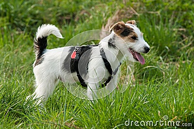 Parson Russell terrier Stock Photo