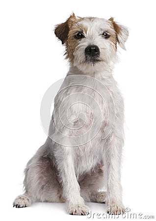 Parson Russell Terrier sitting Stock Photo