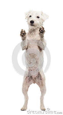 Parson Russell Terrier standing on hind legs Stock Photo