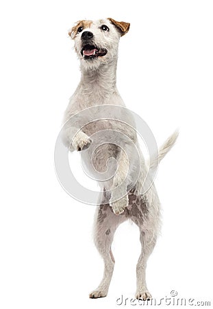 Parson Russell Terrier standing on hind legs Stock Photo