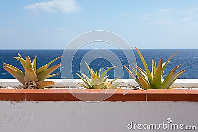 Part of balcony with cactus against blue sea background Stock Photo