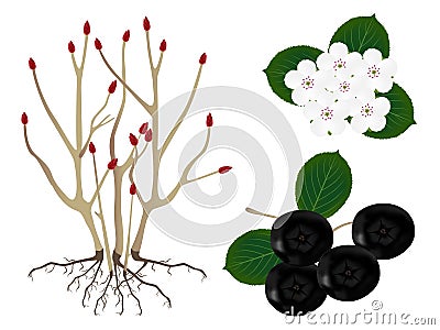 Part of the black chokeberry Aronia melanocarpa plants, isolated on white. Vector Illustration